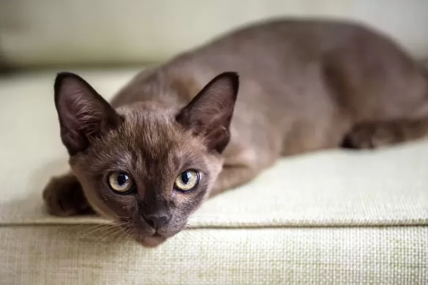 burmese burmese cat