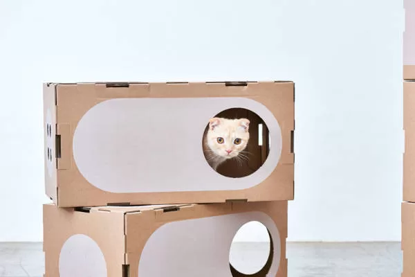 Enjoy the adorable scene of kittens exploring a cardboard box, embodying the essence of Cat Decor & DIY.  Feline joy in every detail