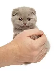 scottish fold