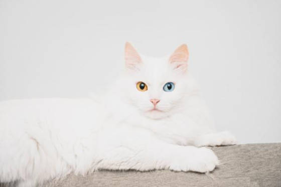 angora cat lying down