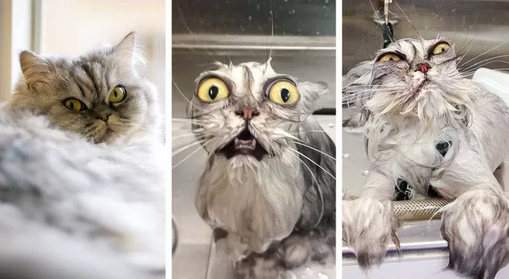 three photographs compiled showing a frightened cat bathing Cats' play behaviors