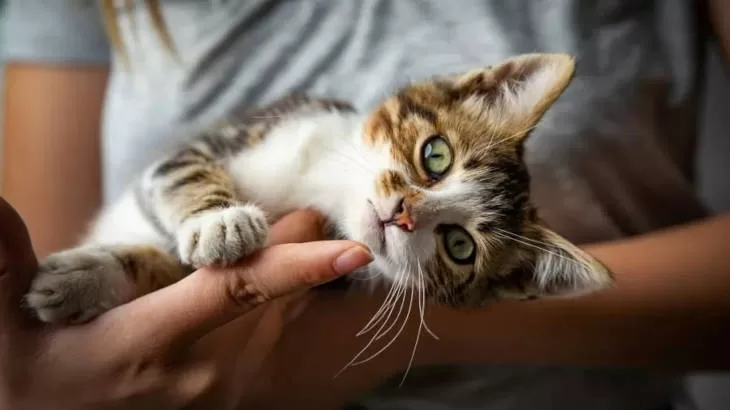 kitten lying on its owner's hands Human relationships with cats. Distinctive Feline Behaviors Unique Cat Personalities