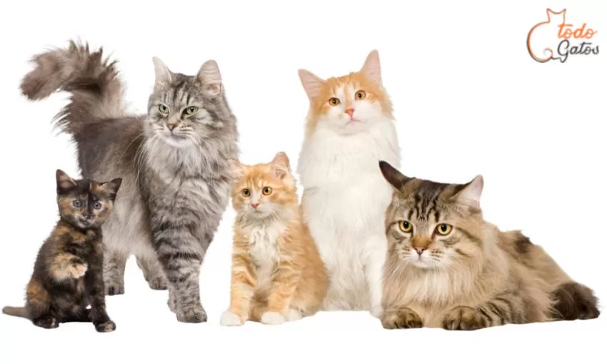 five cats with white background and website logo all cats.  Exploring, Wonders, Cats, 20 Curiosities, Surprising, Cats