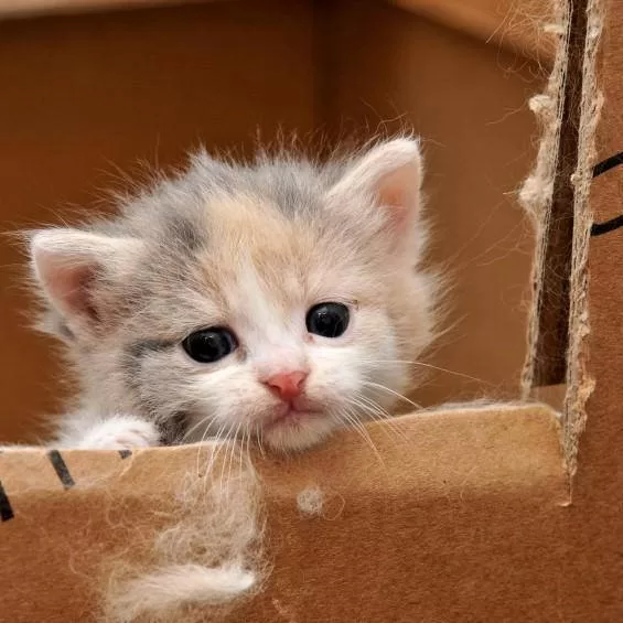 kitten