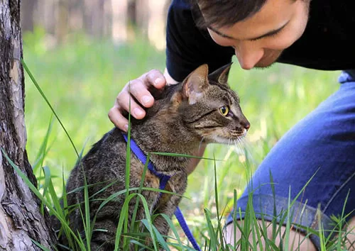 training cat