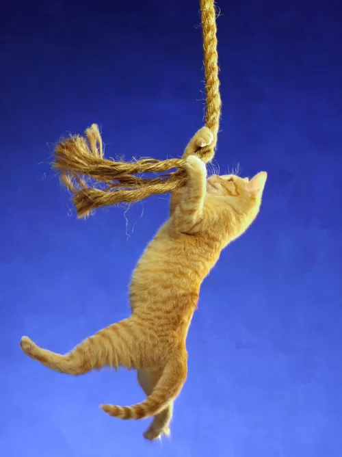 cat training navy style