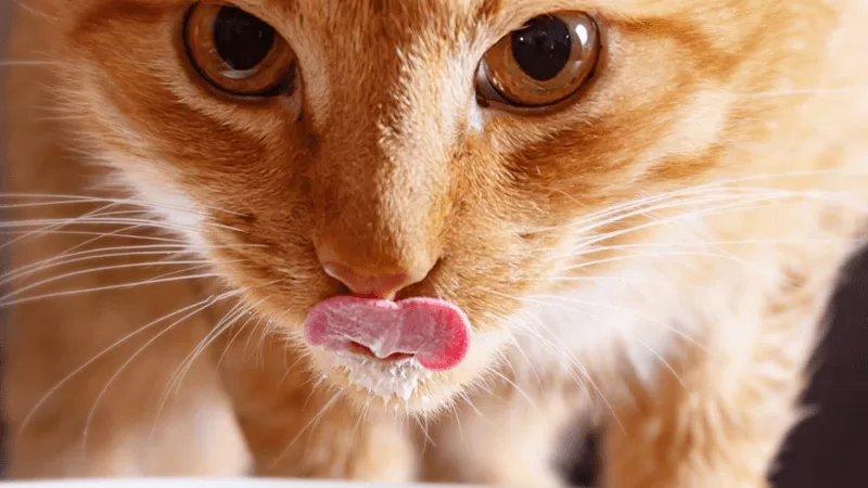 Yellow cat drinking milk from her white bowl eating and getting strong and healthy