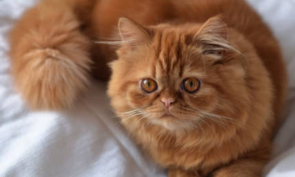 yellow angora cat