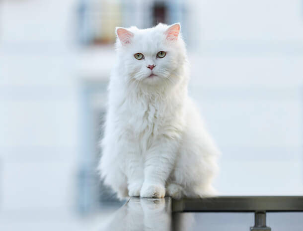 narua angora cat