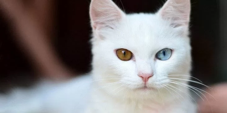 Explore the connection between Felines and Spirituality: Revealing Cultural Senses through this captivating image.  A white furred feline, with a mesmerizing gaze – one eye blue, the other green – invites us to delve into the depths of the spiritual interconnection between humans and these mystical beings.  A unique representation that unveils the subtleties of culture and spirituality.