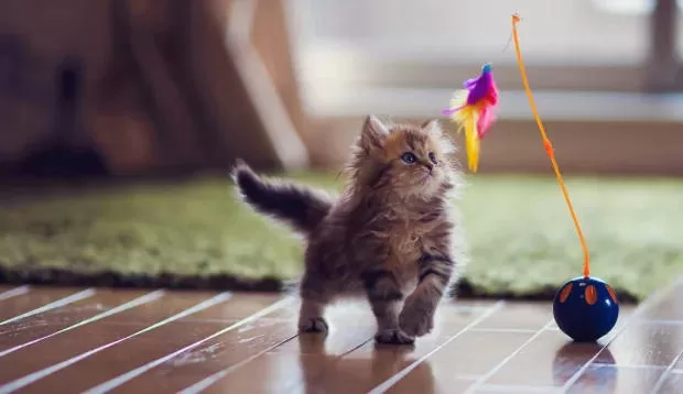 Explore the World of Feline Mental Health and Cognitive Stimulation.  Our Adorable Photograph Shows A Kitten Playing Happily With A Bell, Illustrating How Play Activities Can Keep Your Cat Mentally Sharp And Happy