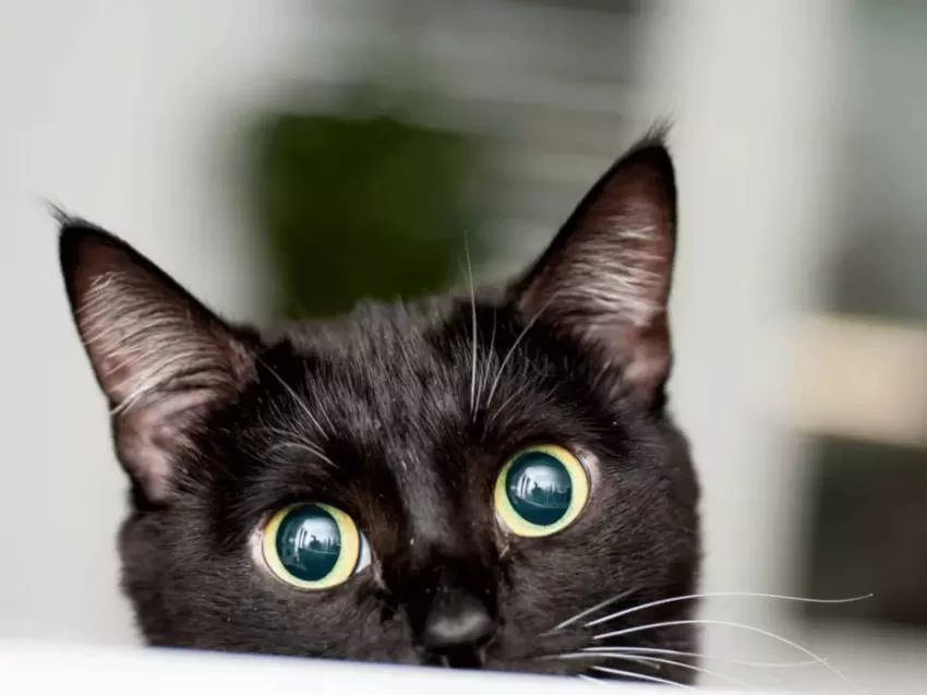 Understanding Feline Communication