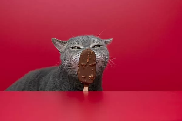 Cats like chocolate and sweets Cats like chocolate sweets