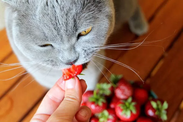 cat eating strawberry Cats like chocolate sweets