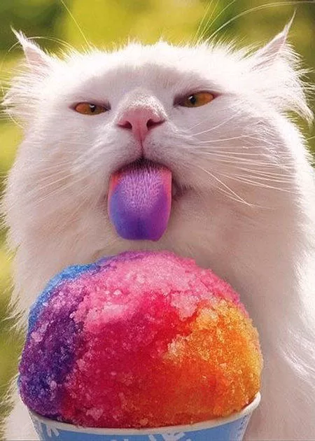 cat ice cream Cats like chocolate and sweets Cats like chocolate sweets