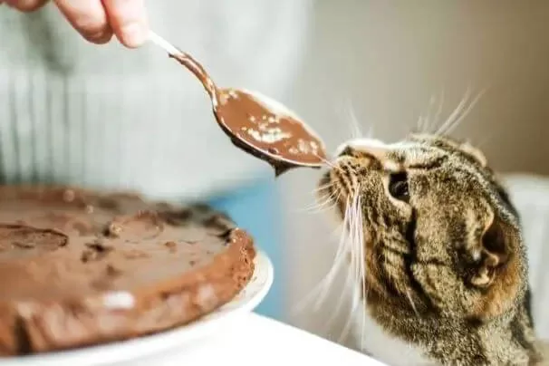 cat chocolate