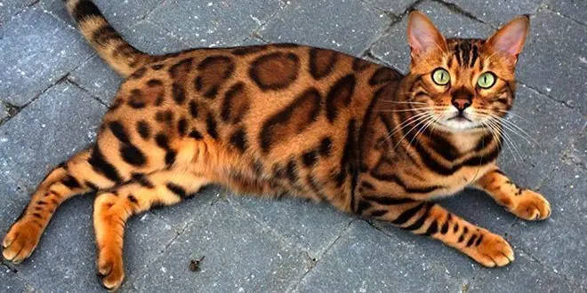 Bengali Cat with Exotic Coat