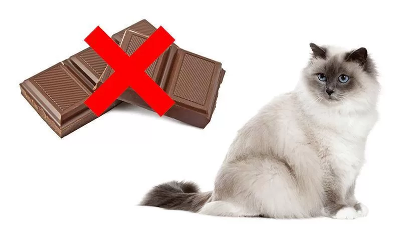 cat can't eat chocolate Cats like chocolate sweets