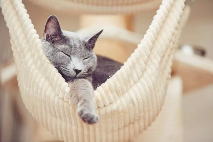 cat sleeping in its cat hammock