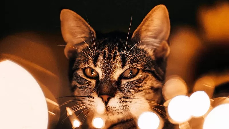 Explore the deep connection between cats and spirituality in the article 'Cats and Spirituality: Unraveling Cultural Meanings'.  Discover the cultural and spiritual mysteries behind these mysterious beings as we unravel the enigmatic aura that surrounds them.  Image of a cat in the middle of lights with a vibrant look.