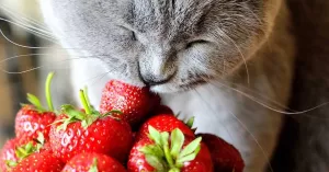 cat eating a natural and nutritious food.  is eating a house