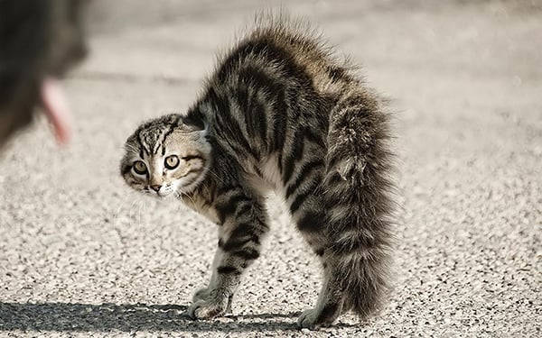 angry cat on the street