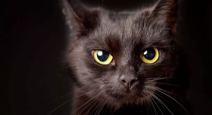 Explore the deep connection between cats, spirituality and mystery in this captivating journey.  Image: black cat with frantic and deep gaze ready to attack.