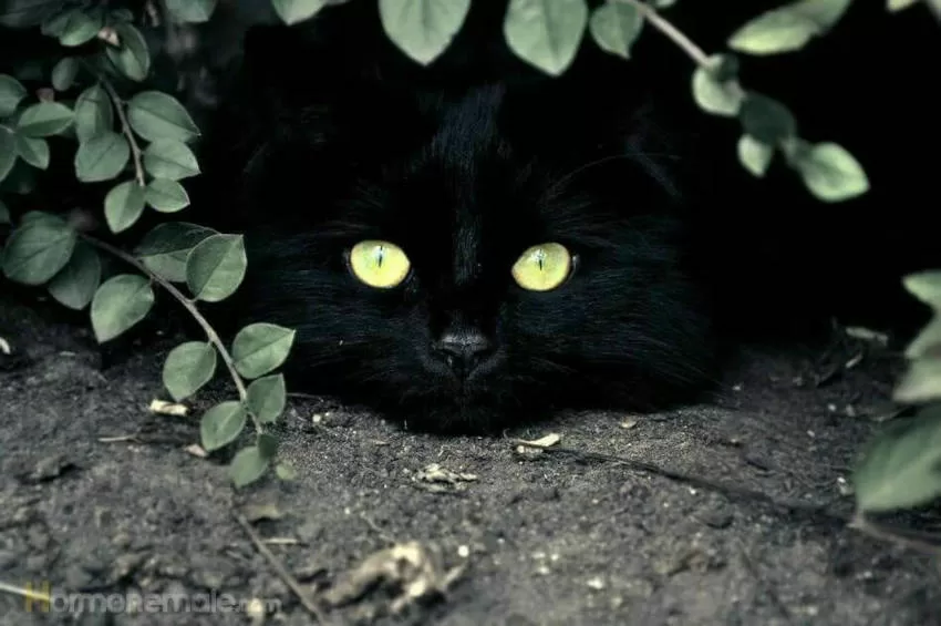 Cats Quiz Challenge Test