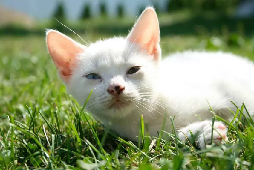 white cat in the grass