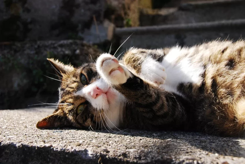 cat lying on the sidewalk