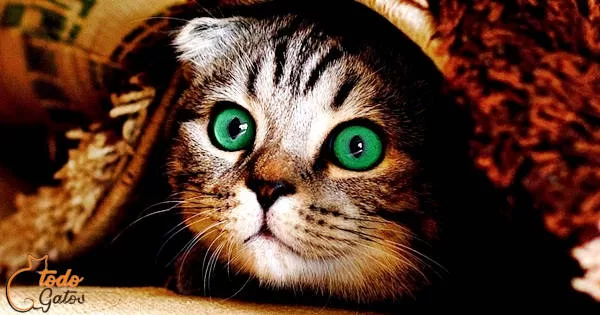 kitten under the rug with emerald green eyes with the website logo all cats.  Exploring, Wonders, Cats, 20 Curiosities,