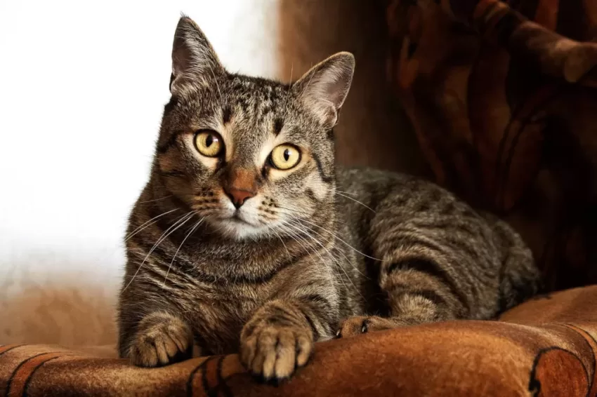 tabby cat lying down