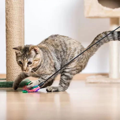 Toys for Cats