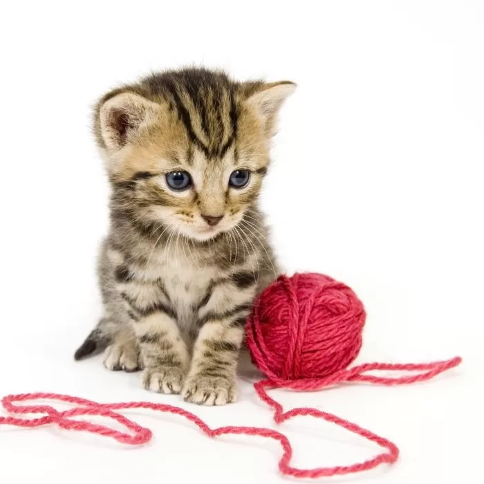 Cats love to play: In the image we have a kitten with her red string ball