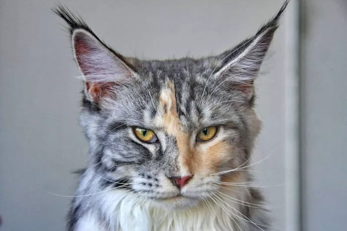 maine coon