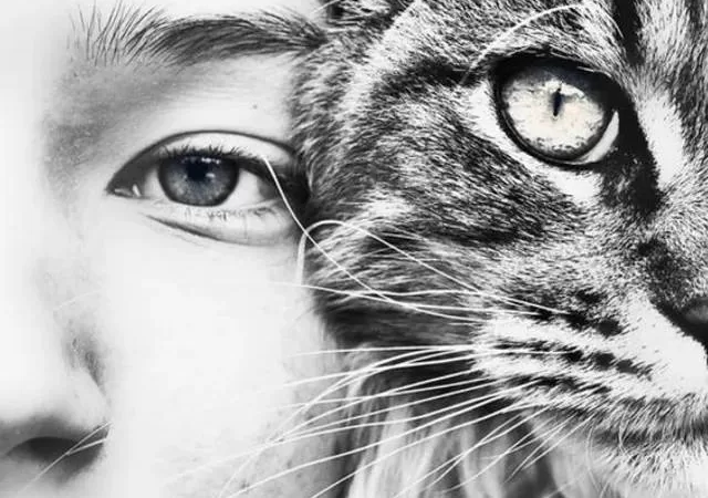 cat with feline behavior looking with focused gaze with his owner at the camera black and white photography