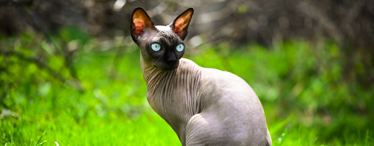 sphynx cat