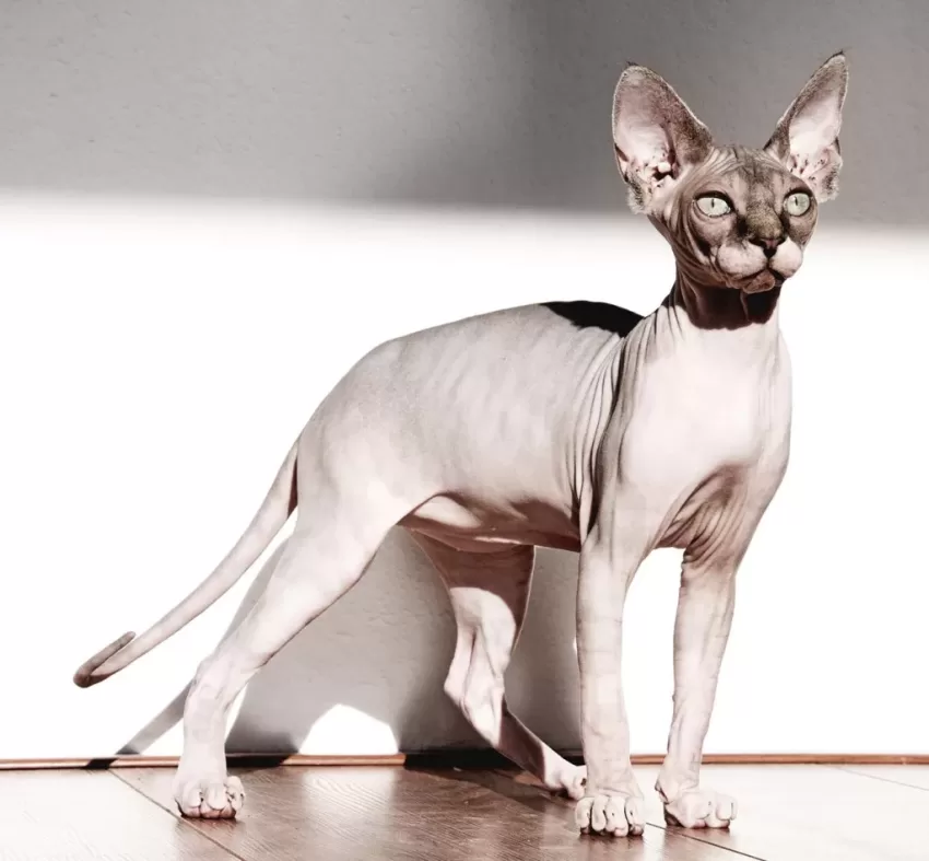 sphynx