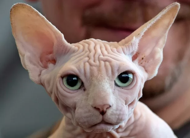 sphynx