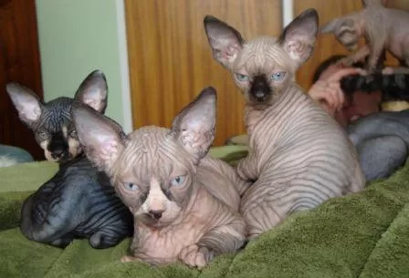 sphynx