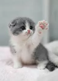 cat with kitten behavior waving goodbye