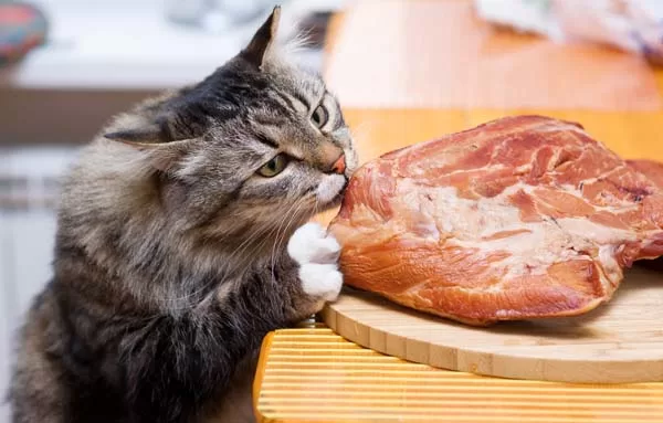cats can be vegan or vegetarian
