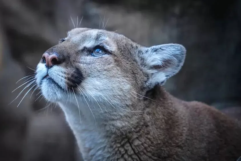 The Fascinating World of the Puma Cat: An In-Depth Look