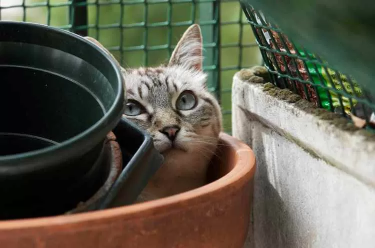 CAT HIDING IN THE CORNER