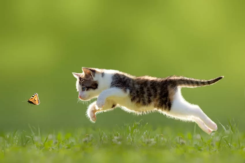 CAT RUNNING