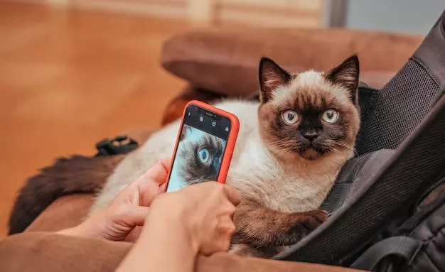 CAT BEING PHOTOGRAPHED BY CELL PHONE