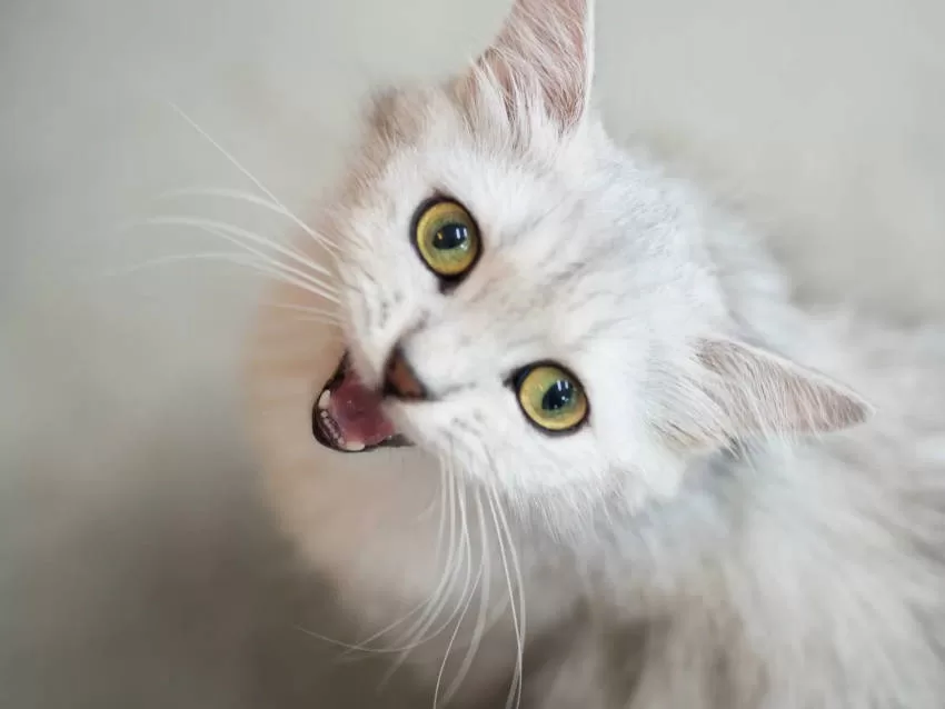 Discover the secrets of cat body language! Master the art of understanding your feline and deepen your connection.