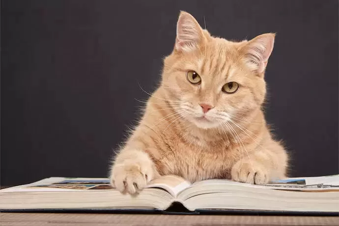 Books about Cats KITTEN READING