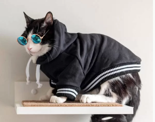 cat in clothes and glasses