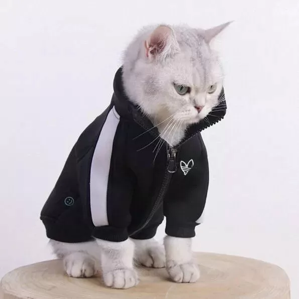 kitten with feline fashion gym clothes
